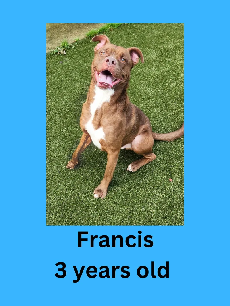 Francis