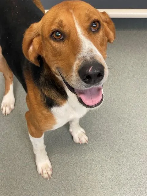 An adult medium-sized male Foxhound dog named Cecil for adoption in Fayetteville, NC