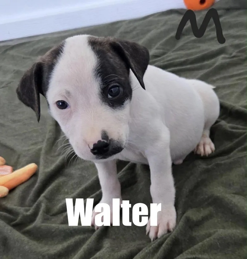 Walter
