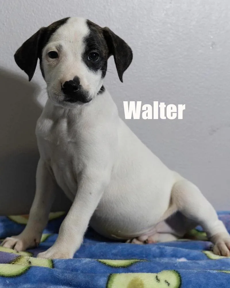 Walter thumbnail 2