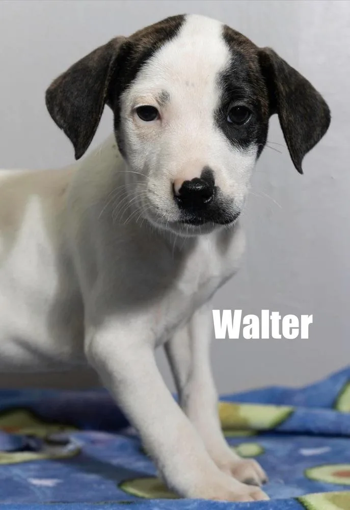 Walter thumbnail 4