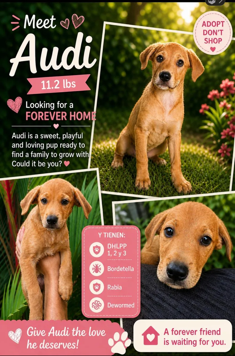 A baby medium-sized female Retriever dog named Audi for adoption in Jenkintown, PA