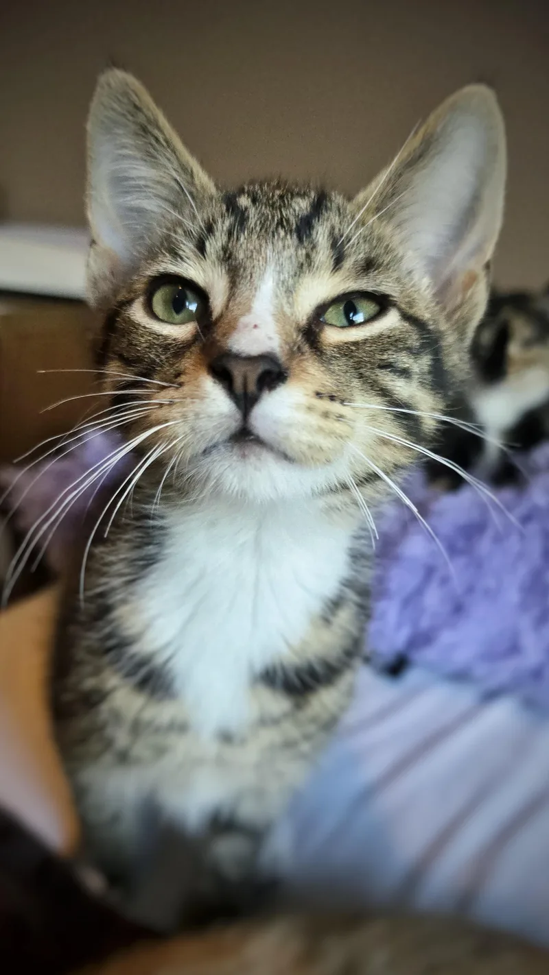 A baby small-sized male Domestic Short Hair cat named Corn Dog for adoption in BREINIGSVILLE, PA