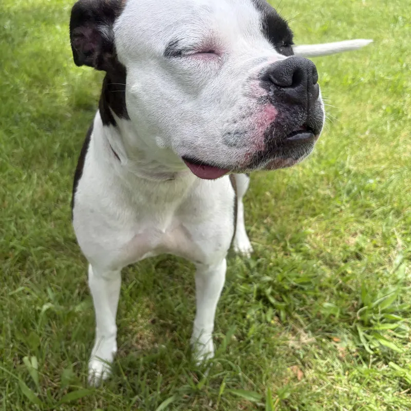 A young medium-sized female Brindle Boxer dog named Tina Fey for adoption in Mishawaka, IN