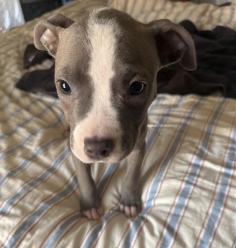 Mudpie