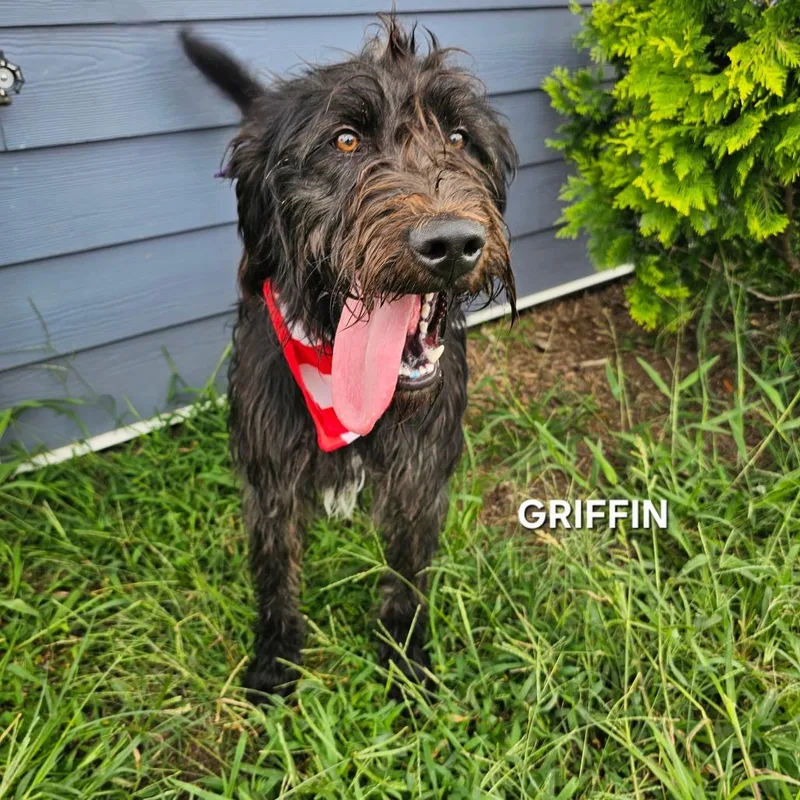 Griffin