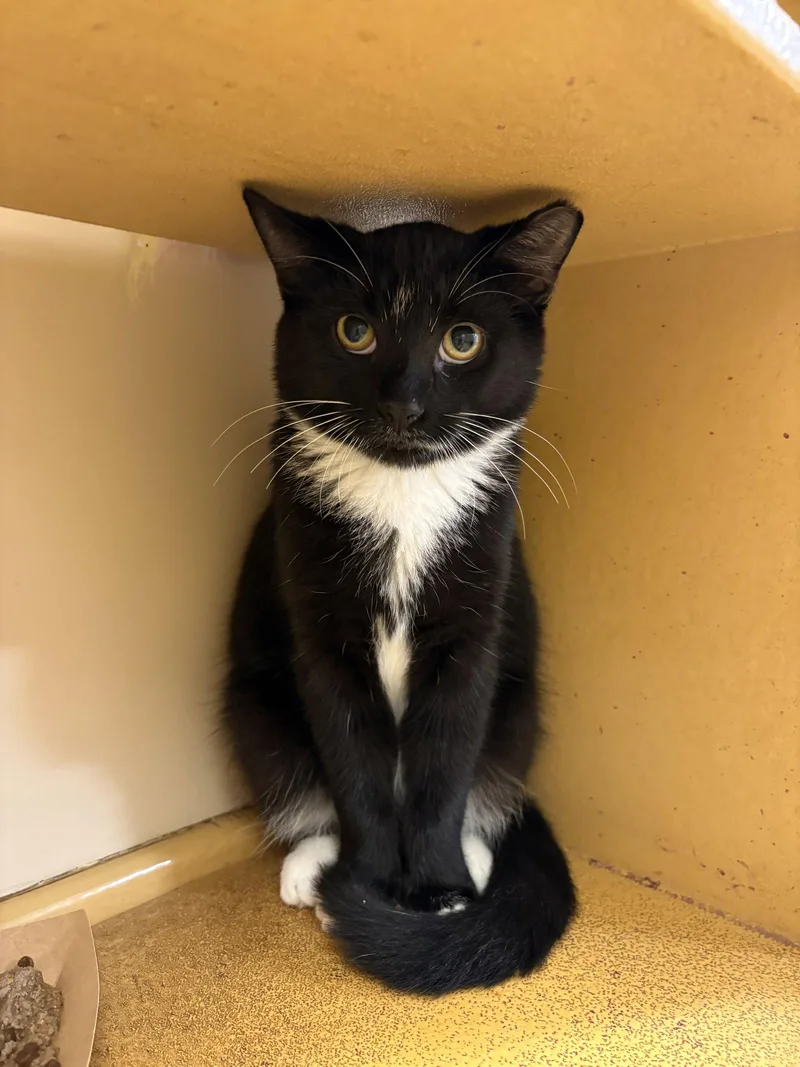 A young medium-sized male Domestic Short Hair cat named Roger for adoption in Yardley, PA