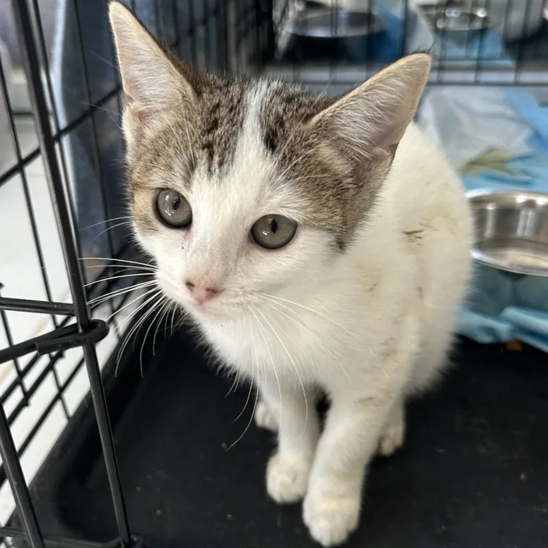 A baby small-sized female White Domestic Short Hair cat named Dorian for adoption in San Juan, PR