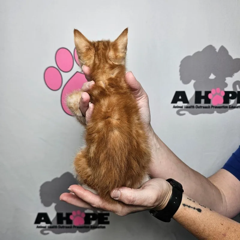 A baby small-sized male Orange / Red American Shorthair cat named Mango for adoption in Milton, FL
