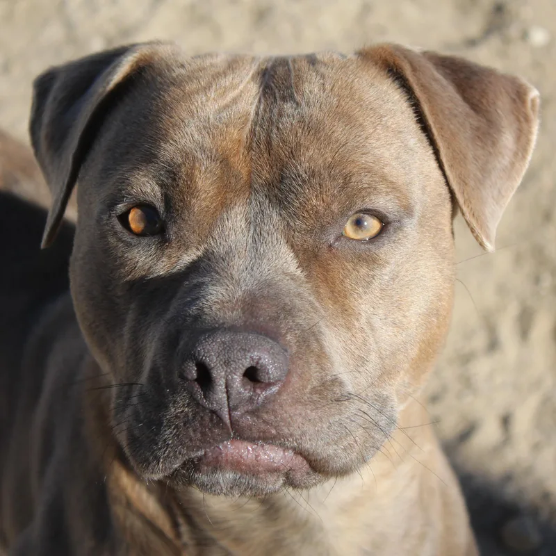 Mocha