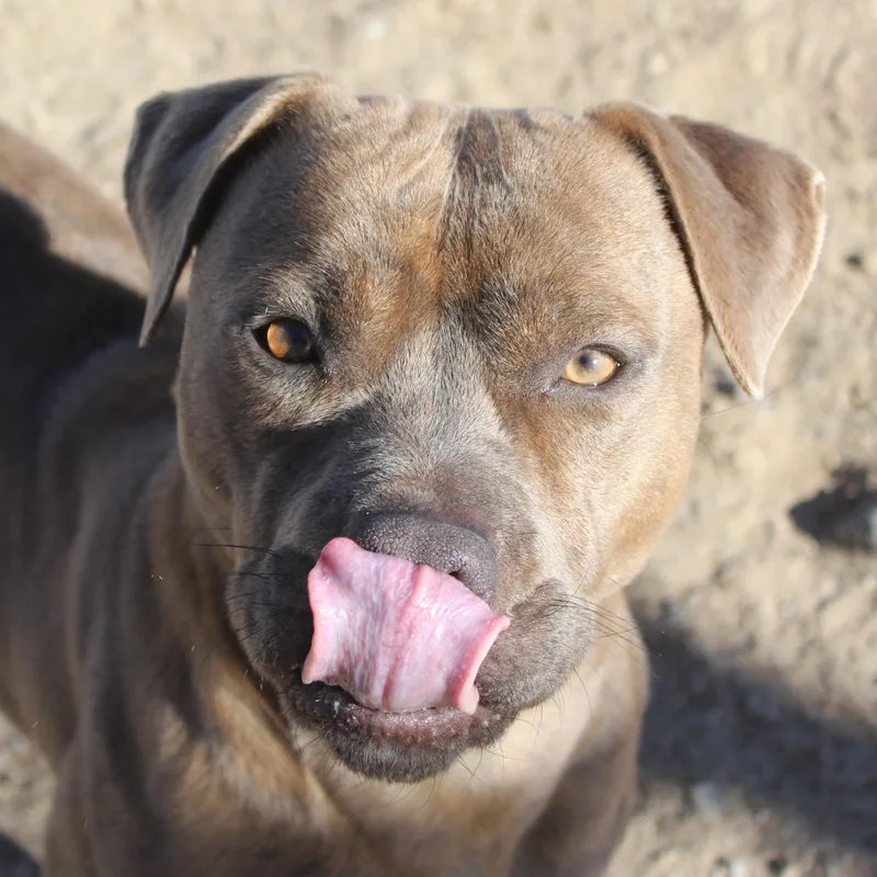 Mocha thumbnail 3