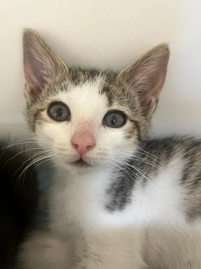 A baby small-sized female Tabby (Brown / Chocolate) Domestic Short Hair cat named Tommie for adoption in Manassas, VA