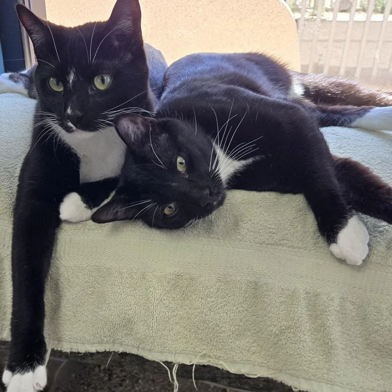 A young large-sized male Black Domestic Short Hair cat named Freddy for adoption in Palm Springs, CA