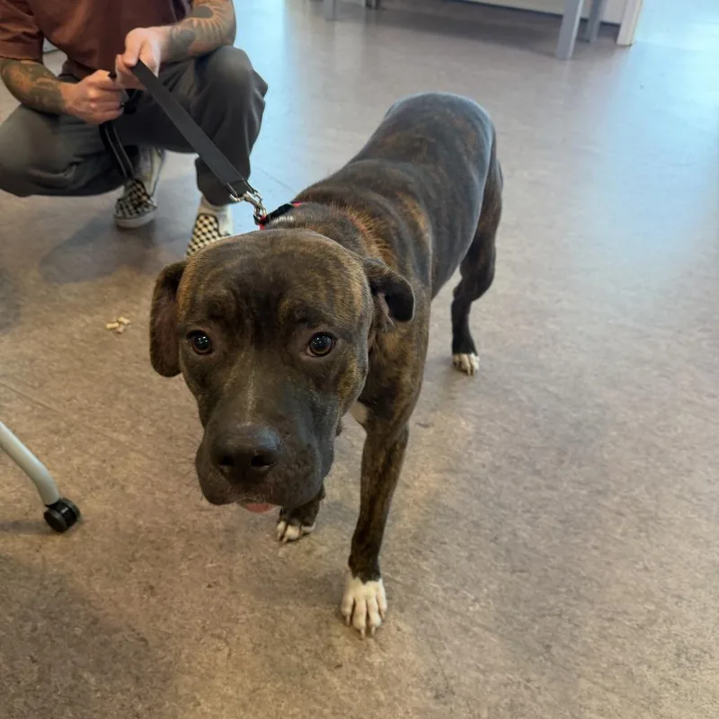 An adult medium-sized male Brown / Chocolate Terrier dog named Langdon for adoption in Saint Louis, MO