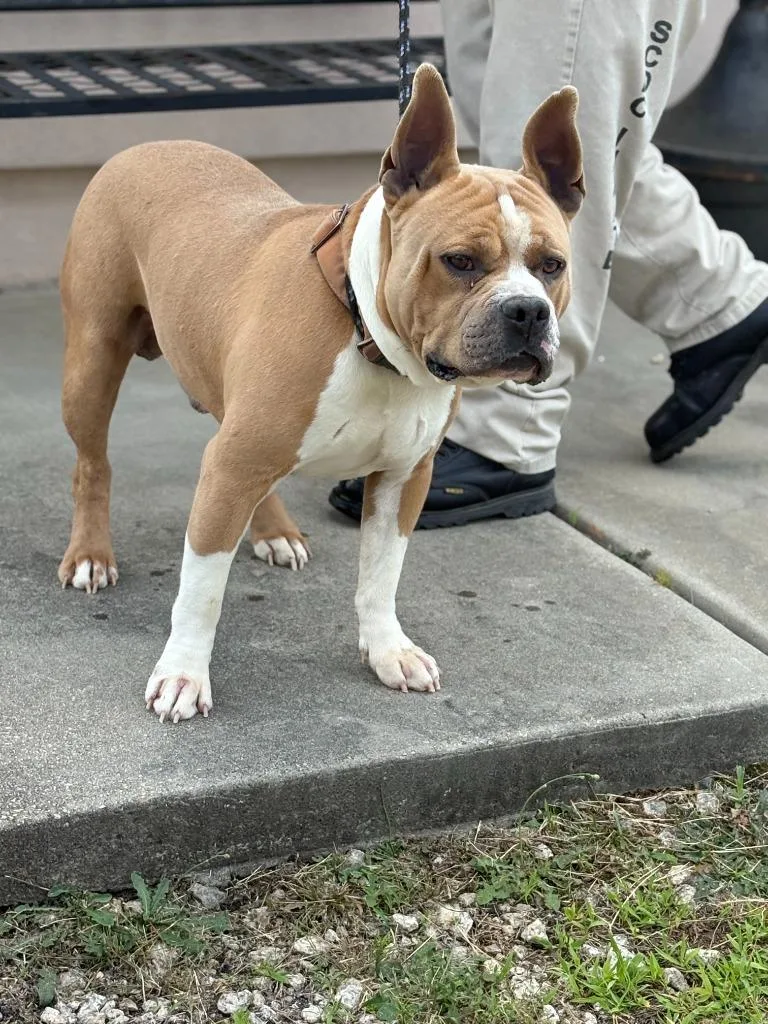 A young large-sized male Mixed Breed dog named Deuce for adoption in Effingham, SC