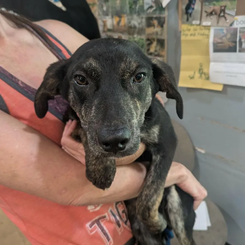 A young medium-sized male Black Mixed Breed dog named Tito for adoption in Boaz, AL