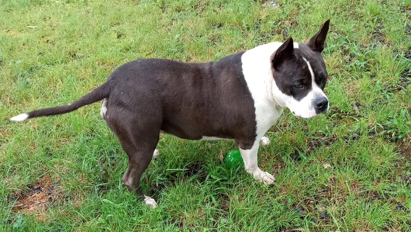 Halo And Rico thumbnail 2