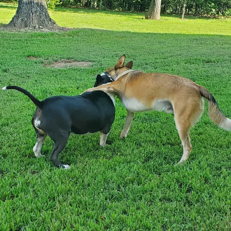 Halo And Rico thumbnail 3