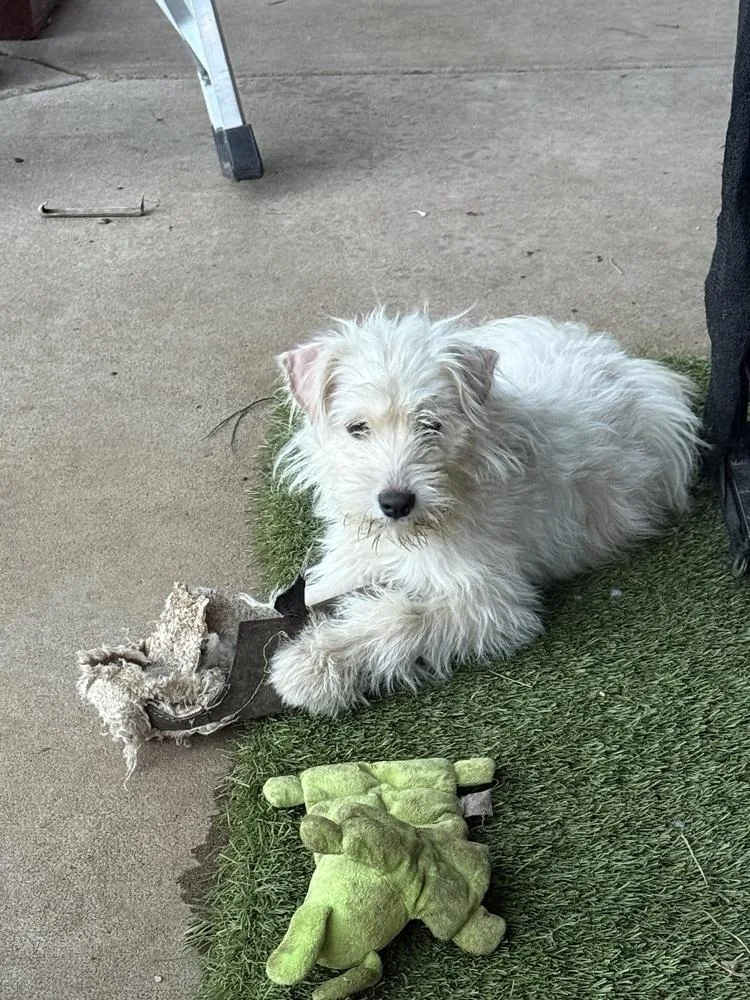 A baby medium-sized female White / Cream Cairn Terrier dog named Toast for adoption in Aurora, CO
