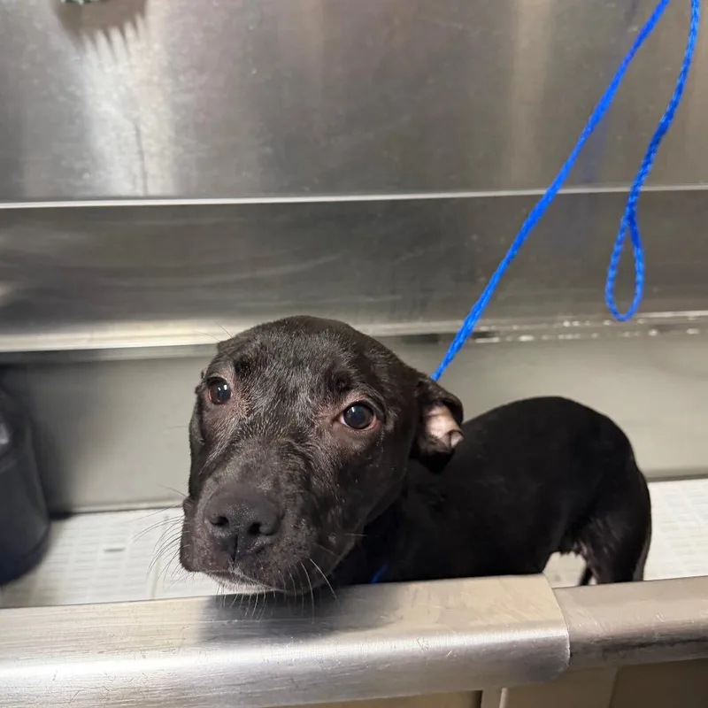 A young medium-sized female Black Pit Bull Terrier dog named Nena for adoption in Bryan, TX