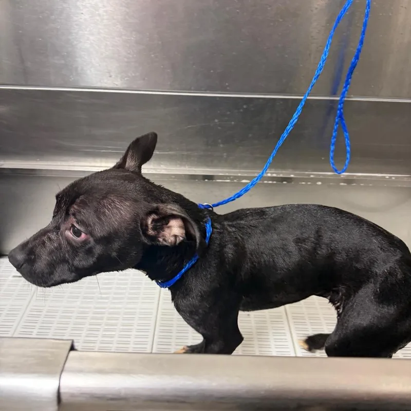 Nena thumbnail 2