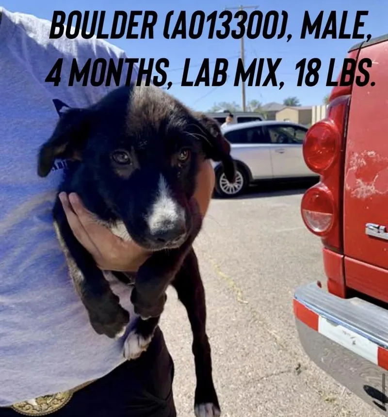 A baby medium-sized male Border Collie dog named Boulder for adoption in Estes Park, CO