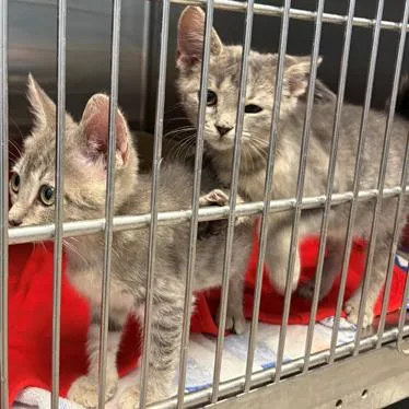 A baby small-sized female Gray / Blue / Silver Domestic Short Hair cat named Boxster for adoption in Austin, TX