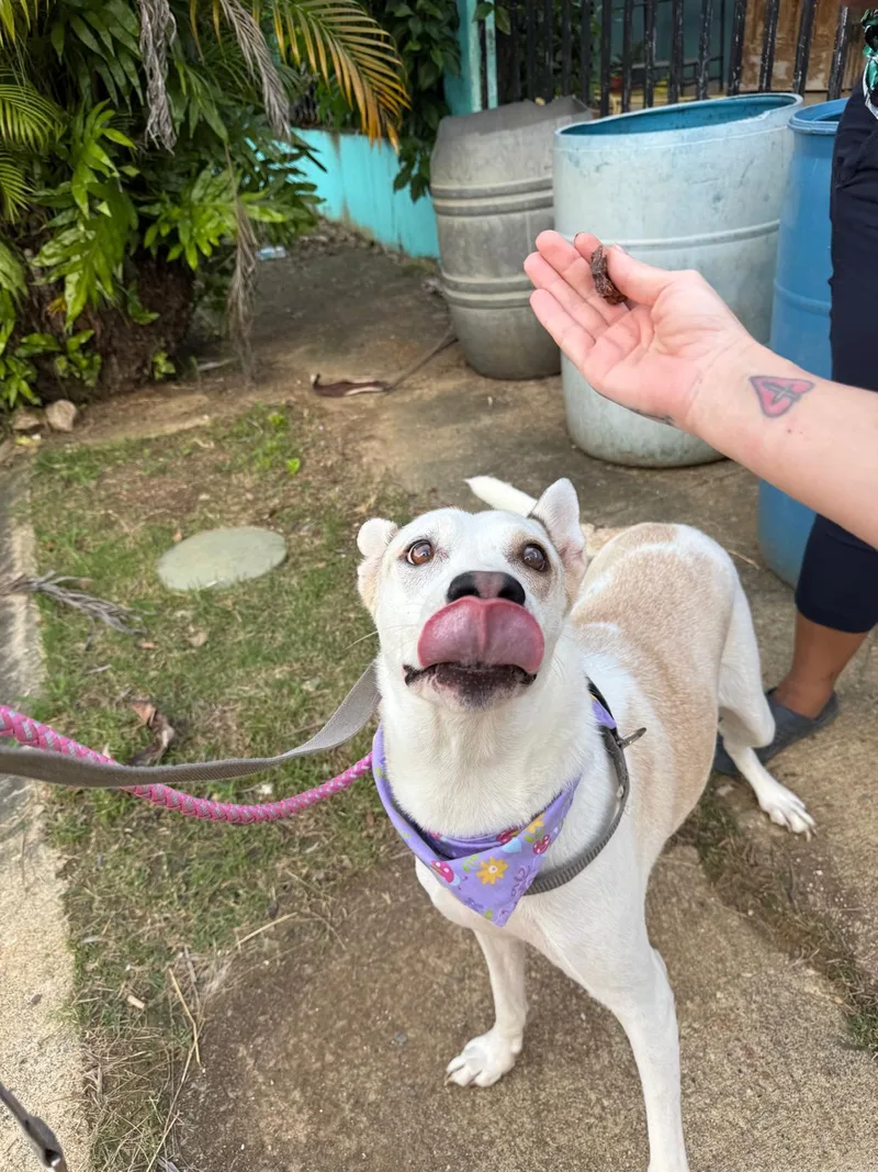 An adult medium-sized female White / Cream Labrador Retriever dog named Blanca for adoption in New York, NY
