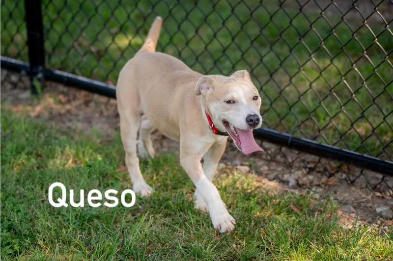 Queso