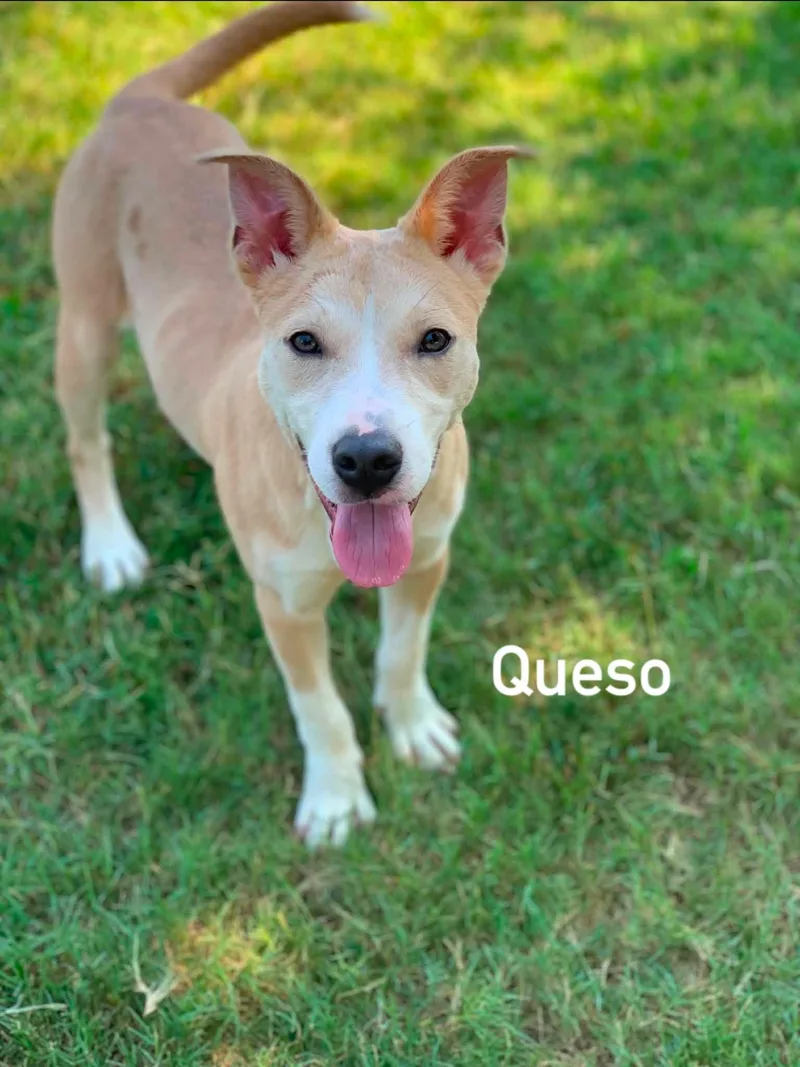 Queso thumbnail 2