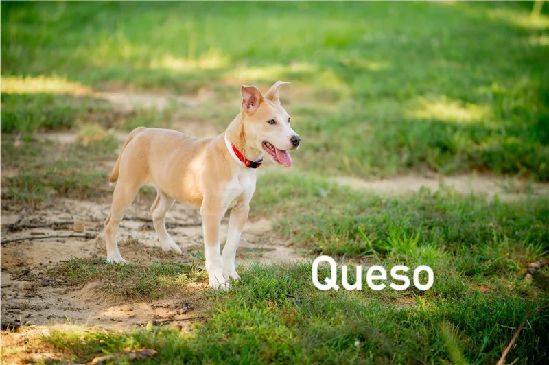Queso thumbnail 3