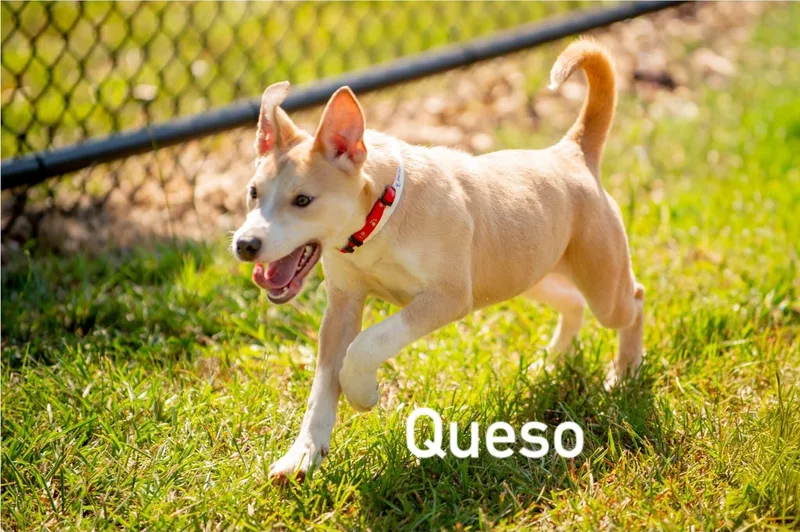 Queso thumbnail 4