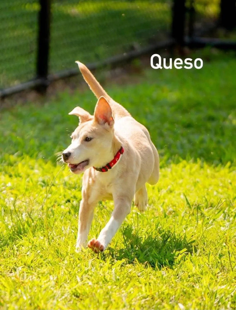 Queso thumbnail 5
