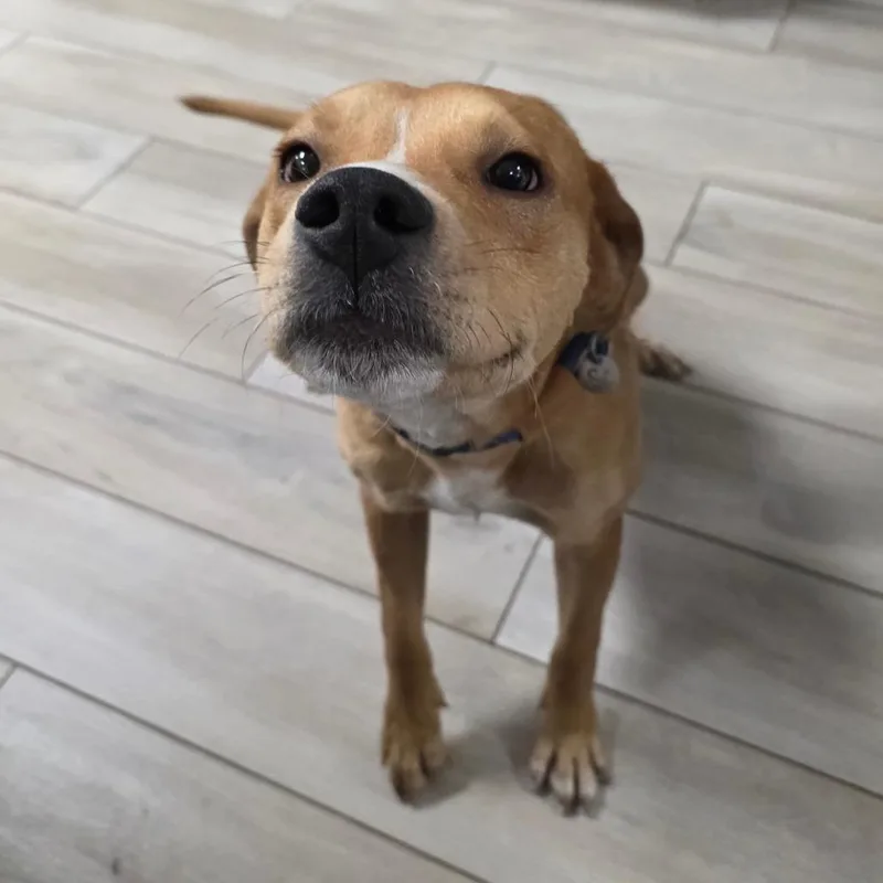 A young medium-sized male Yellow / Tan / Blond / Fawn Labrador Retriever dog named Hancock for adoption in Chatham, VA