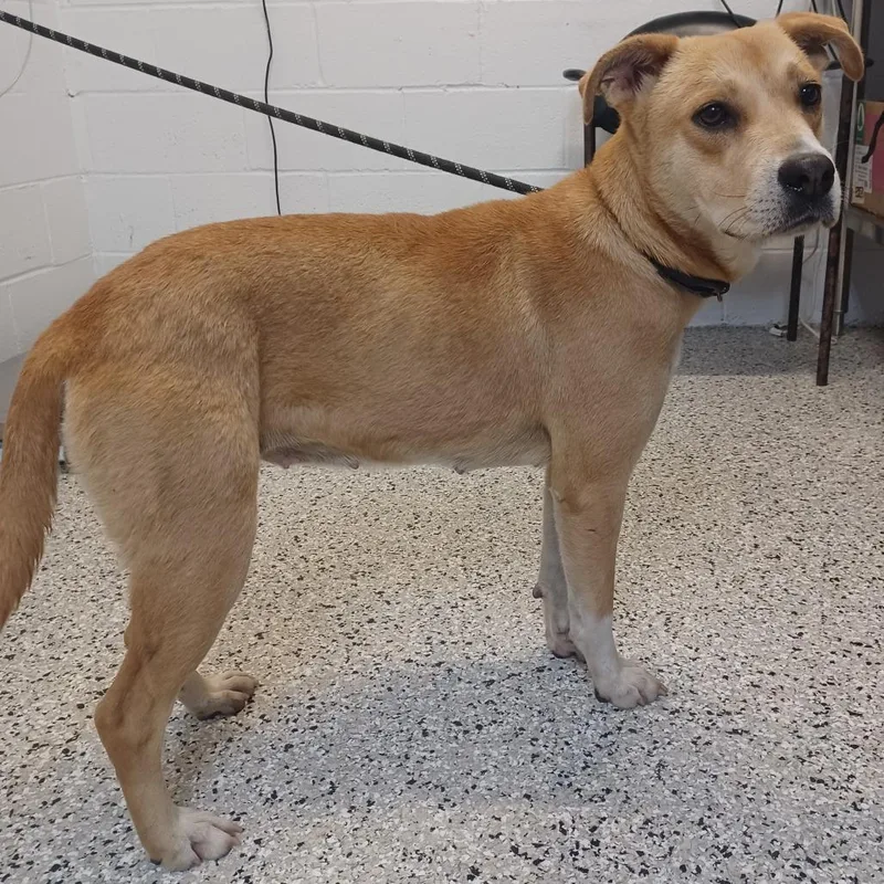 A young medium-sized female White / Cream Labrador Retriever dog named Tiramisu for adoption in Hattiesburg, MS