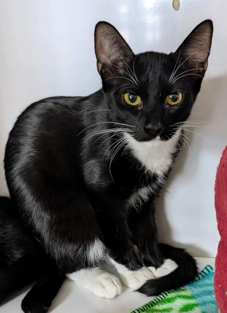 A baby medium-sized female Domestic Short Hair cat named Marilyn for adoption in Peoria, AZ