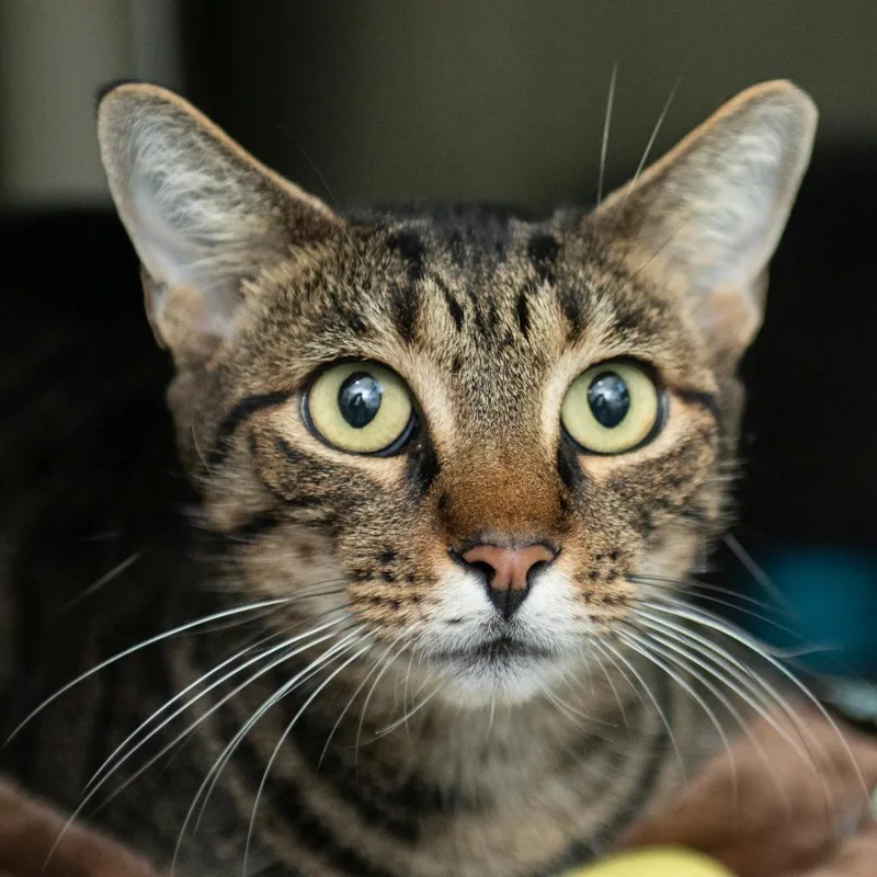 An adult large-sized female Domestic Short Hair cat named Brittnie for adoption in Middletown, RI