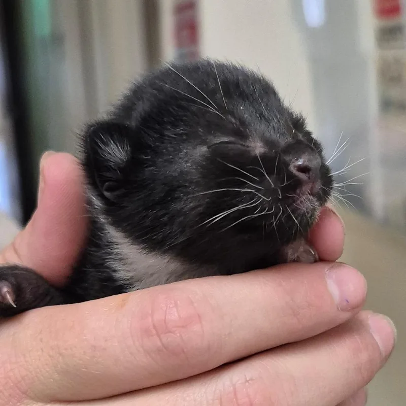 A baby small-sized female Black American Shorthair cat named Sophie for adoption in Lake Panasoffkee, FL