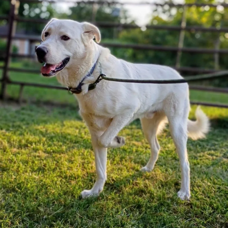A young large-sized male White / Cream Great Pyrenees dog named Cooper — Calm  for adoption in Houston, TX