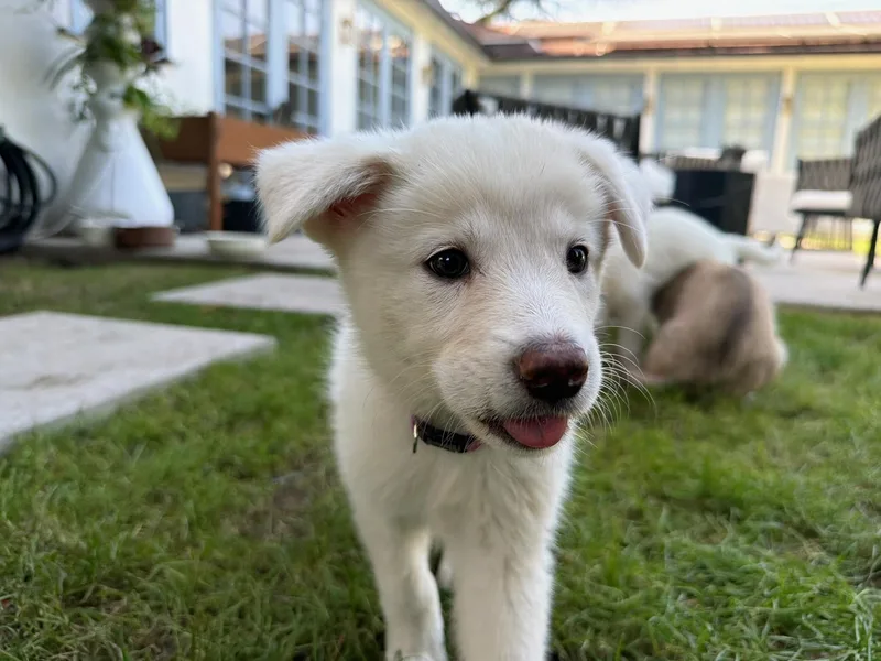 A baby small-sized female Shepherd dog named Gigi for adoption in santa monica, CA