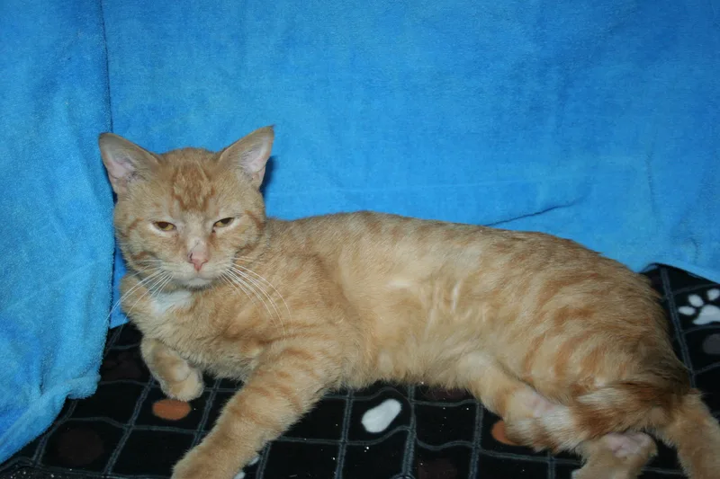 An adult medium-sized male White Domestic Short Hair cat named Zack for adoption in Howell, MI