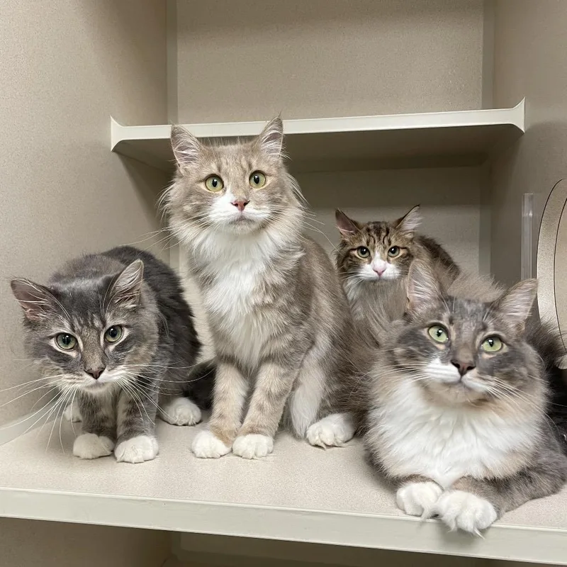 A young medium-sized female Brown / Chocolate Domestic Medium Hair cat named Pancake for adoption in Westhampton, NY