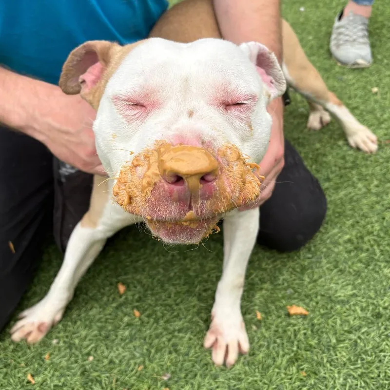 An adult medium-sized male Yellow / Tan / Blond / Fawn Pit Bull Terrier dog named Thumper for adoption in Batavia, OH
