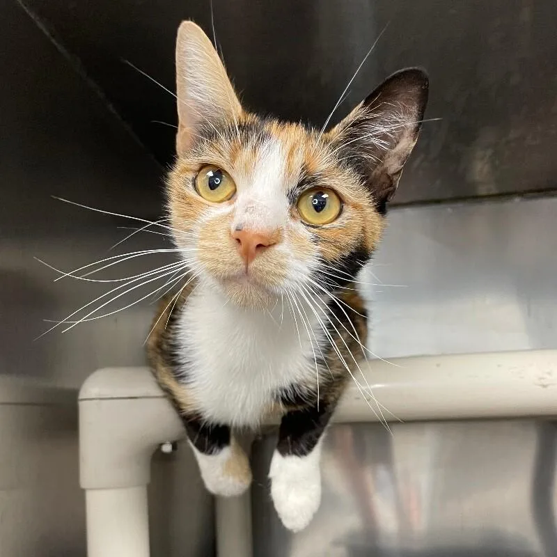 An adult medium-sized female Domestic Short Hair cat named Cocoa for adoption in Roanoke, VA