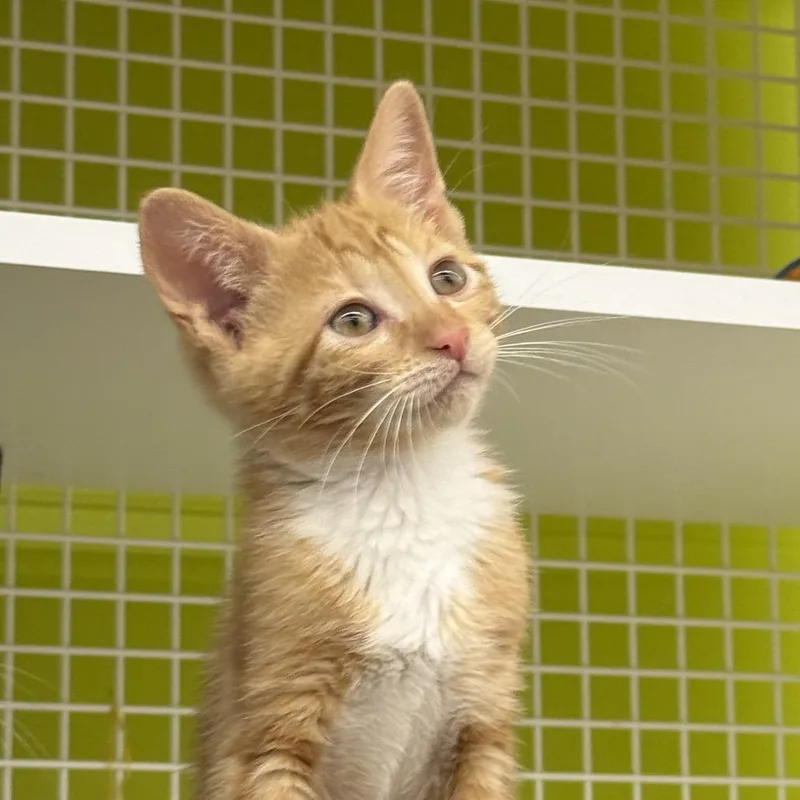 A baby small-sized female Orange / Red Domestic Short Hair cat named Nora for adoption in Jupiter, FL
