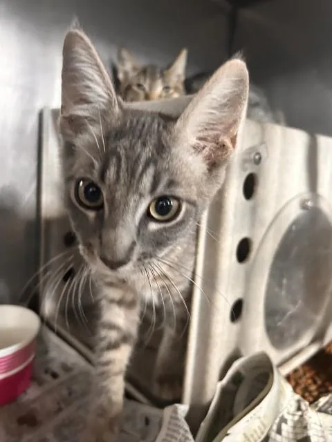 A baby small-sized male Domestic Short Hair cat named Martin for adoption in San Bernardino, CA