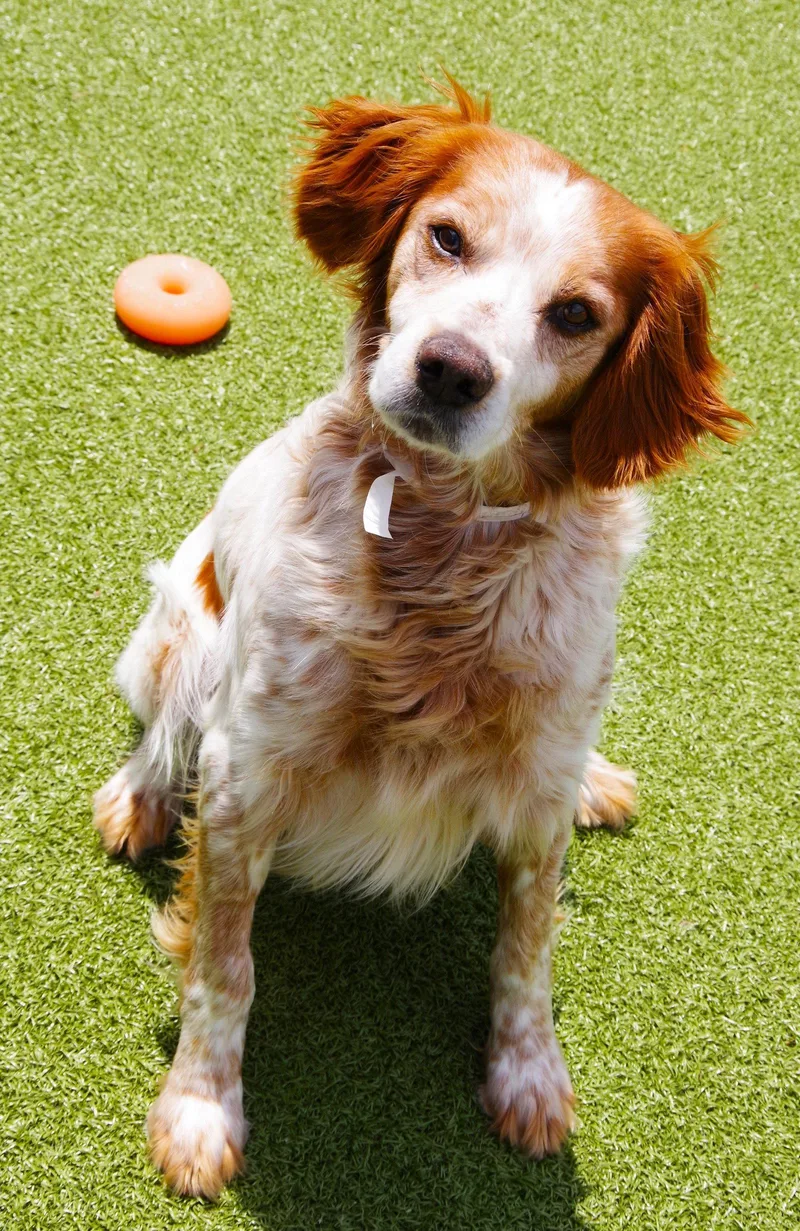 An adult medium-sized male Brittany Spaniel dog named Okjack Flash for adoption in Baldwinsville, NY