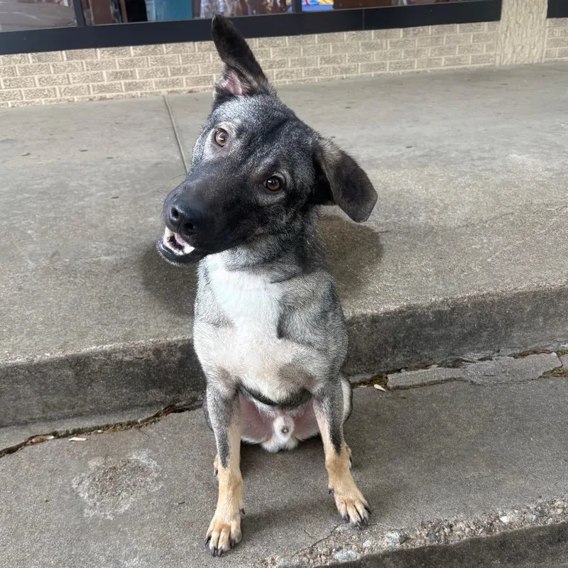 A young medium-sized male Black Rhodesian Ridgeback dog named Boone P for adoption in Corsicana, TX