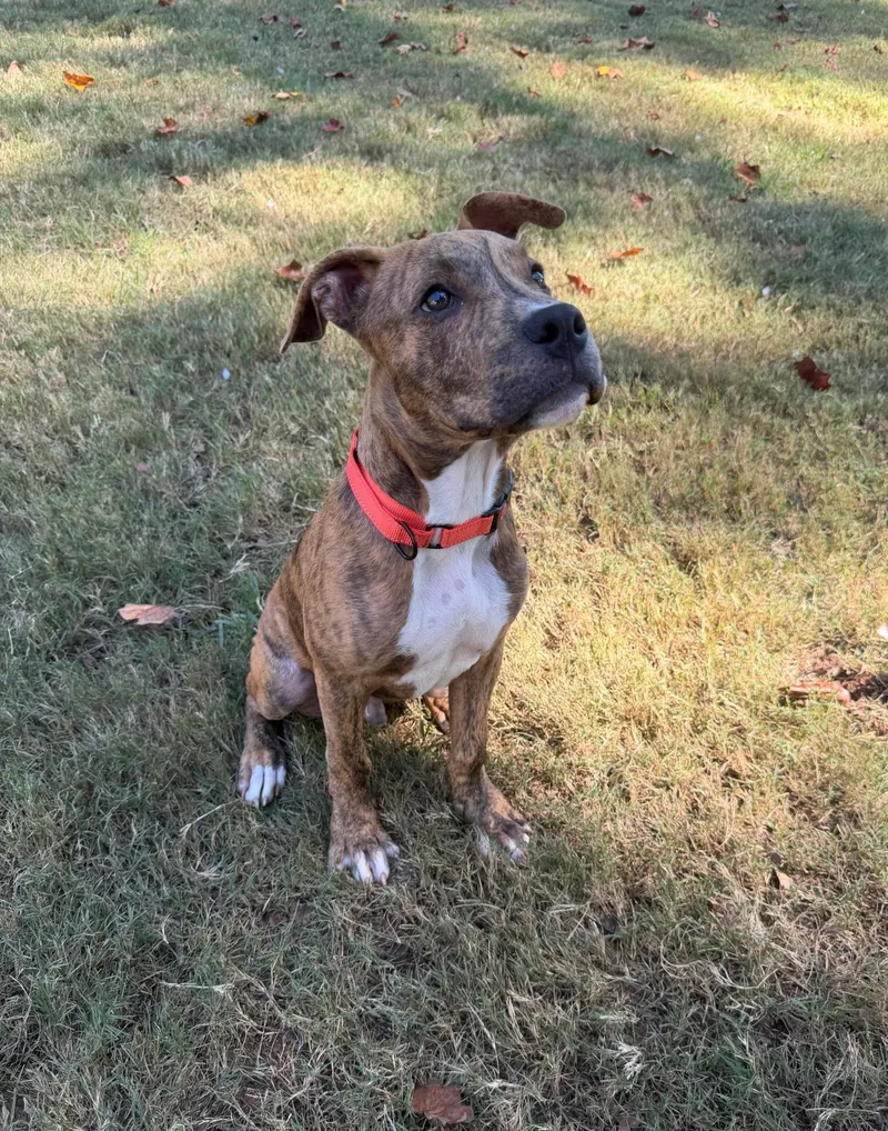 A young medium-sized male Boxer dog named Bramble for adoption in Charlotte, NC