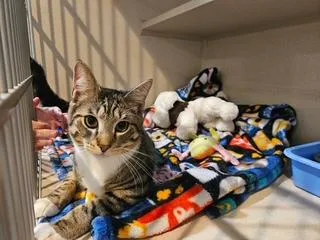 A young large-sized male Tabby (Brown / Chocolate) Domestic Short Hair cat named Liam for adoption in Middletown, CT